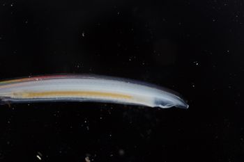 Media type: image;   Invertebrate Zoology 74259
